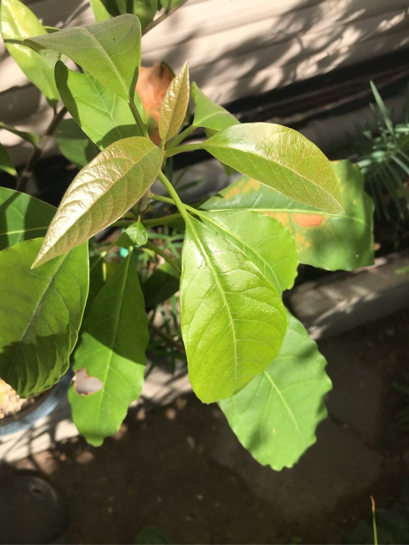 Sono visibili le foglie verdi e lucide e i giovani germogli rossastri di un albero del pane indiano. Lo scatto mostra la pianta in primo piano alla luce del ...