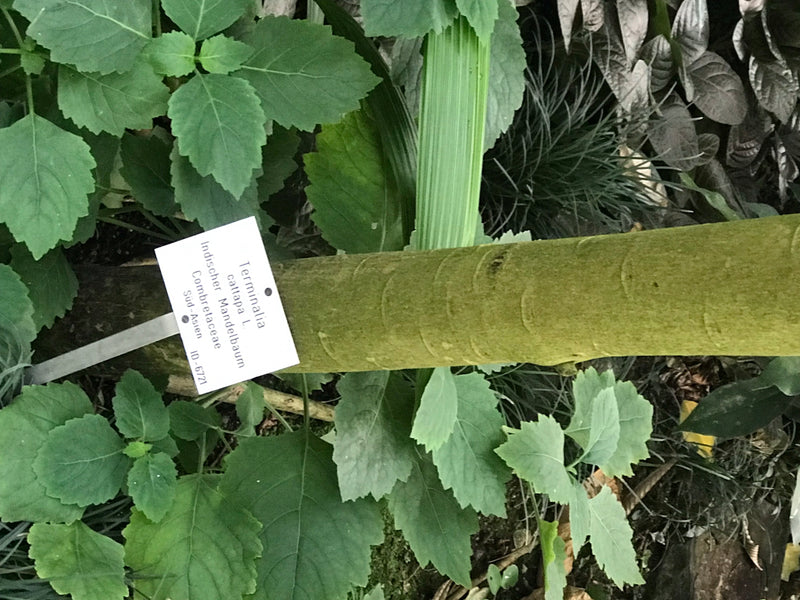 Si vede il tronco di un albero del pane indiano con un cartellino identificativo in un giardino.