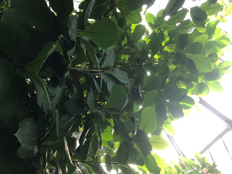 La chioma densa di un albero del Terminalia catappa è vista dal basso, con la luce che filtra attraverso le grandi foglie. La tipica forma delle foglie e la ...