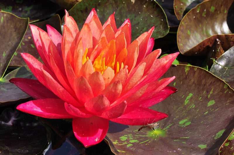 Un fiore di ninfea rosso-arancio brillante si apre sulla superficie dell'acqua. È circondato da grandi foglie galleggianti.