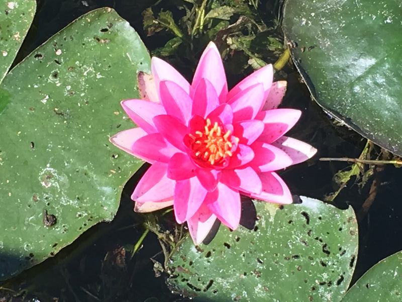 Un fiore di ninfea rosa brillante fiorisce al centro dell'acqua, circondato da grandi foglie galleggianti verdi.