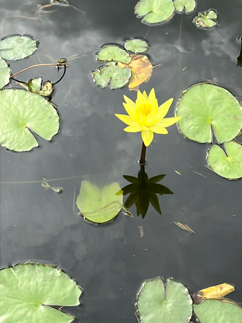 Un fiore di ninfea giallo brillante emerge dall'acqua, circondato da foglie galleggianti verdi sulla superficie.