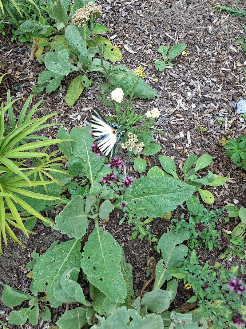 Farfalla a vela — Bild 1