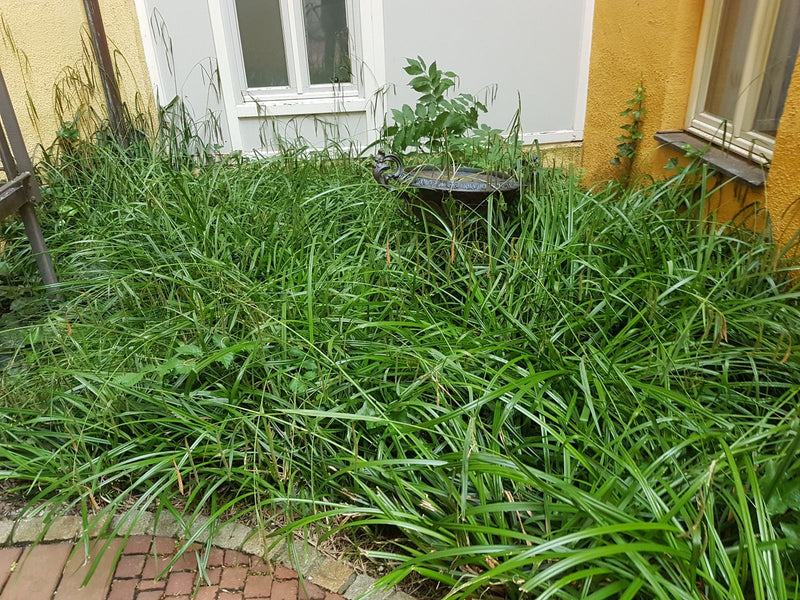 Carice di lepre — Bild 1