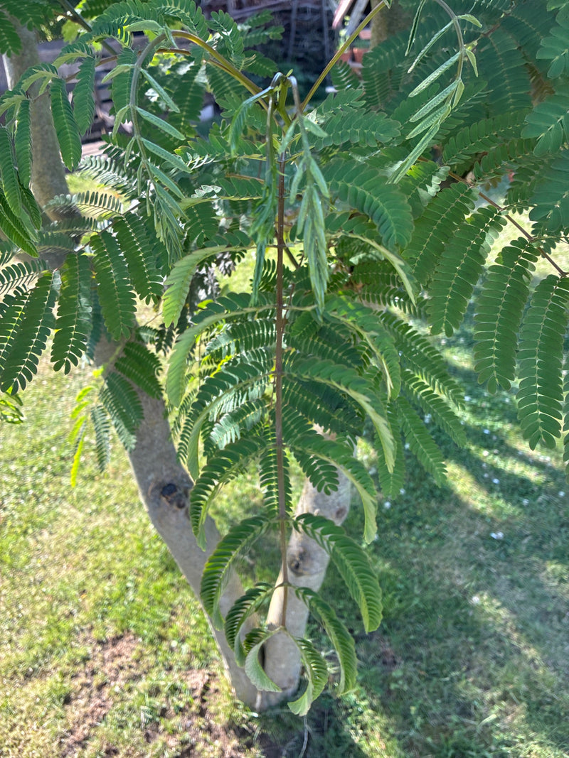 Albero di seta — Bild 1