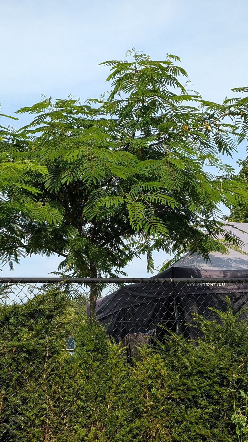 È visibile un albero della seta di medie dimensioni con le sue tipiche foglie pennate. L'albero si trova all'aperto davanti a una recinzione e un cielo chiaro.