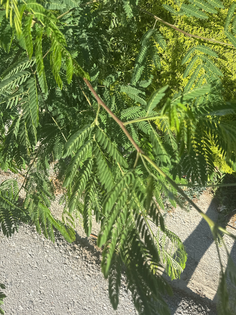 L'immagine mostra le caratteristiche foglie finemente pennate di un albero della seta. I rami verdi si ergono su uno sfondo chiaro.