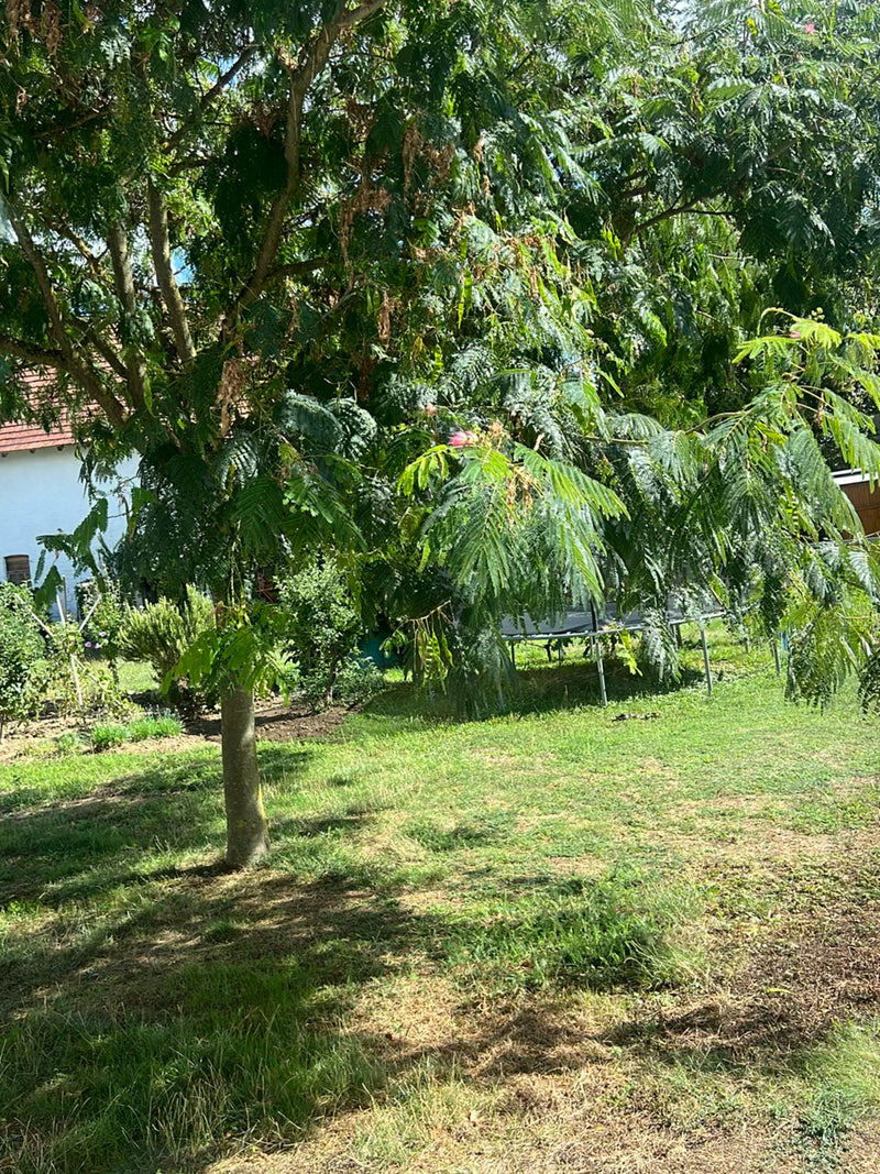 Si vede un giovane albero della seta con foglie finemente pennate e fiori rosa sparsi, situato su un prato in un giardino.