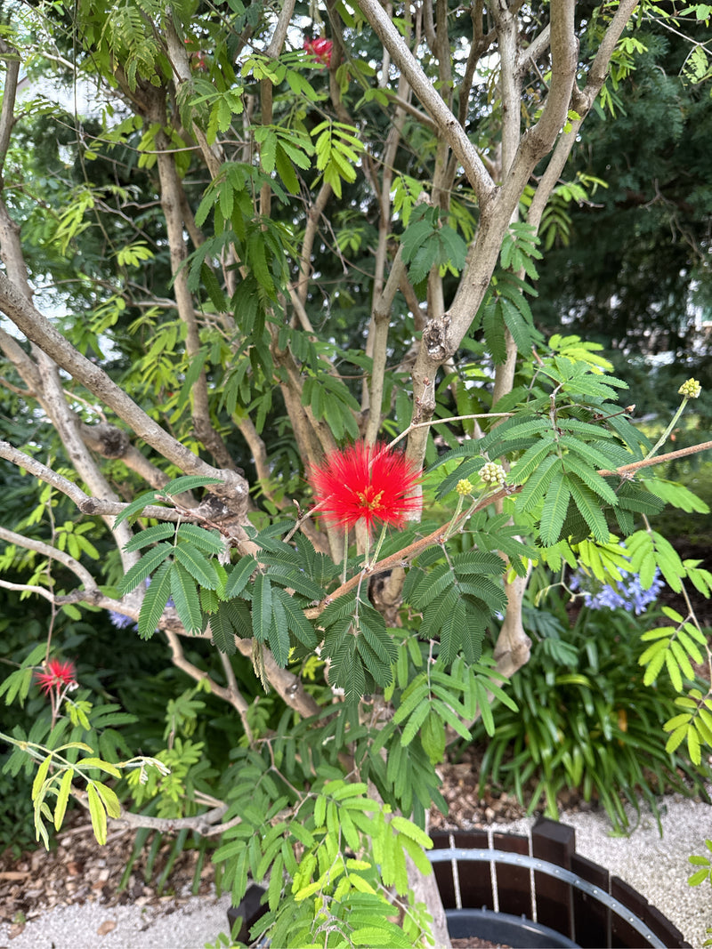 È visibile un albero della seta con le sue caratteristiche foglie pennate e i fiori rosso vivo. Lo scatto mostra una sezione della chioma su sfondo di giardino.