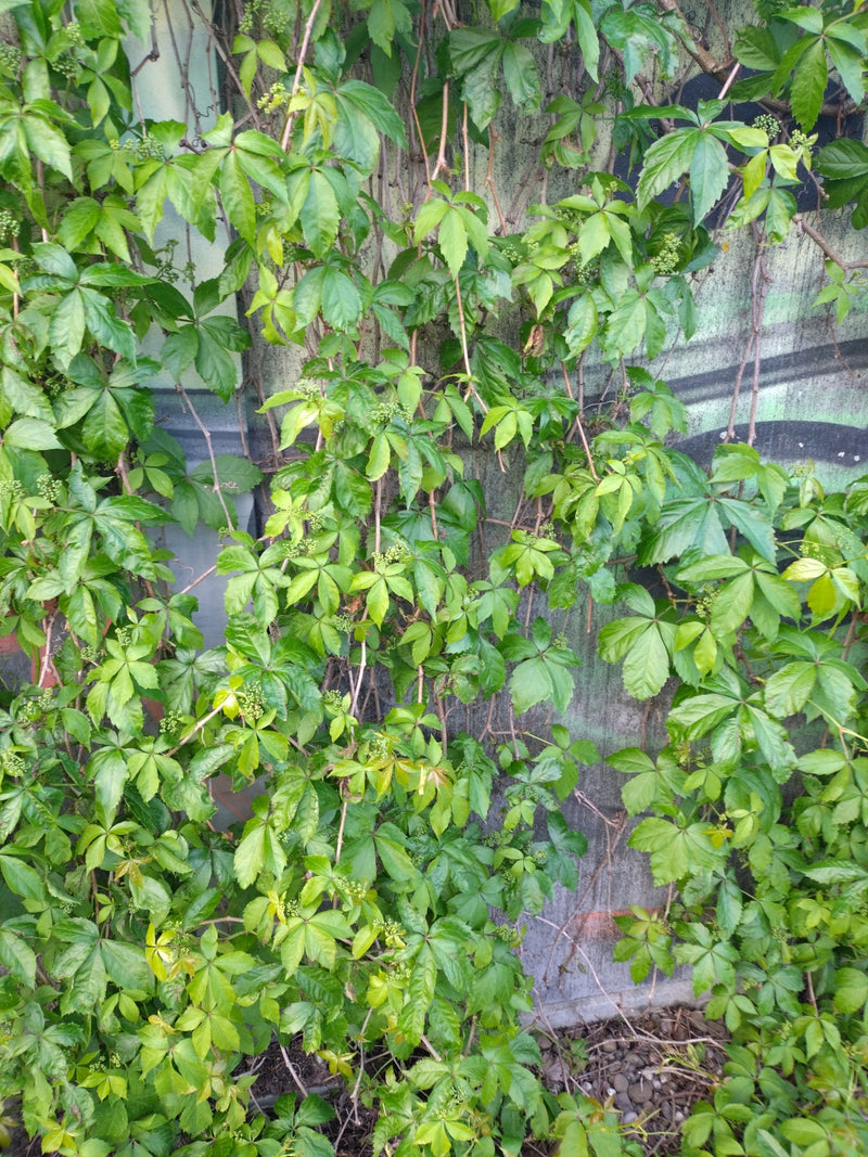 Si vede la partenociso con le sue tipiche foglie palmate che si arrampica su un muro.