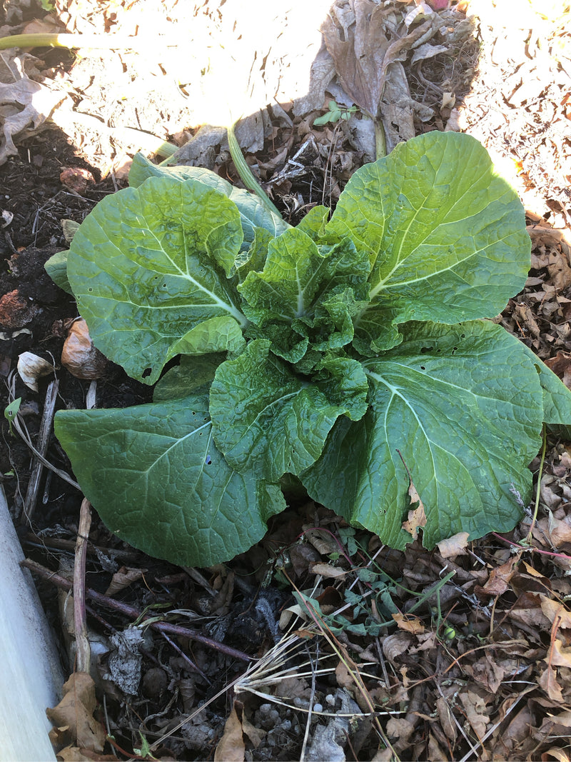 Una pianta di senape indiana cresce su un terreno terroso coperto di foglie secche. La pianta mostra grandi foglie verdi con evidenti venature chiare.