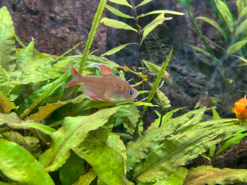 Serpa tetra — Bild 1