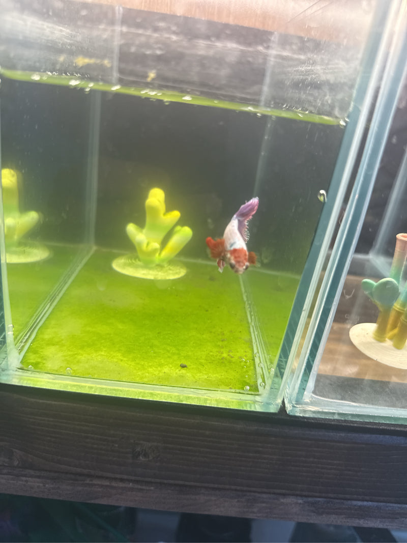 Pesce combattente siamese — Bild 2