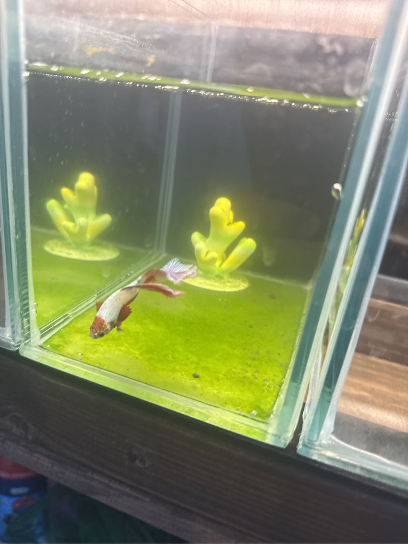 Pesce combattente siamese — Bild 1