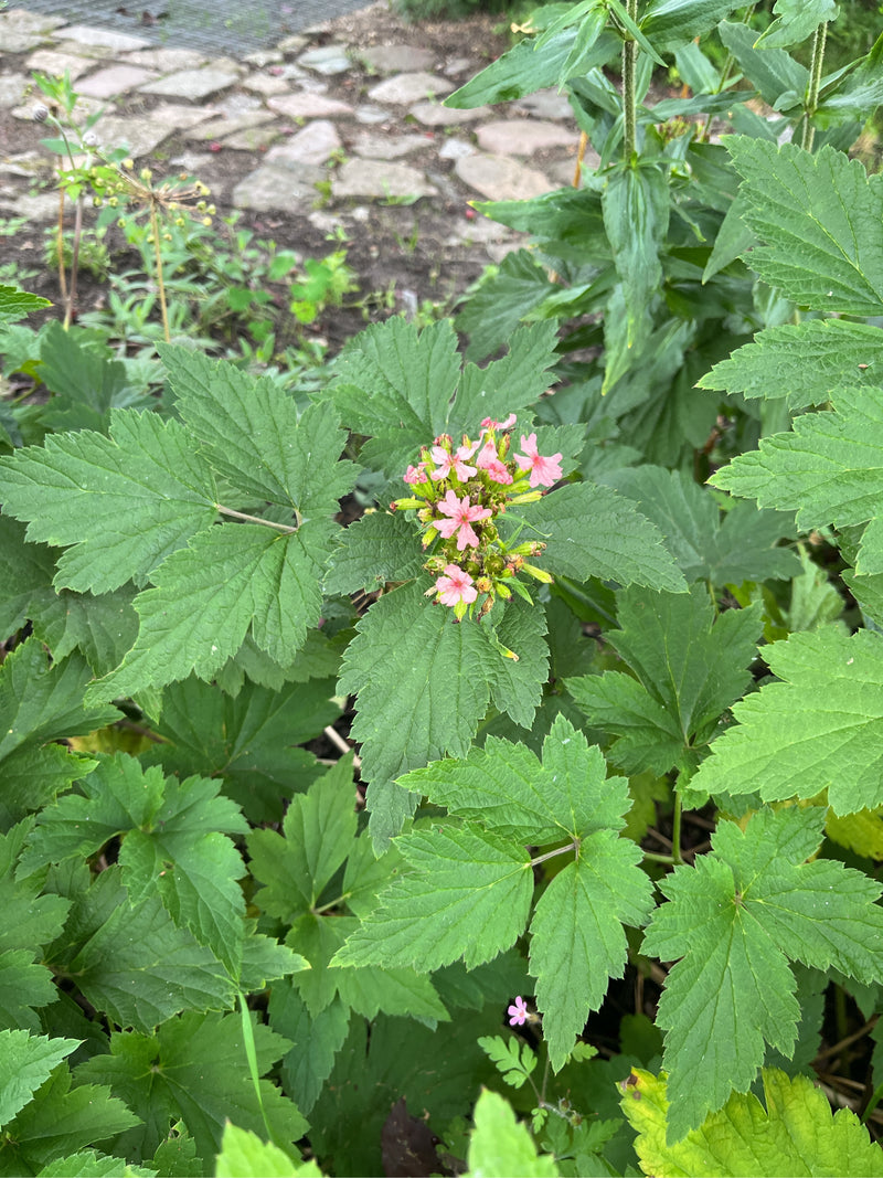 Olmaria siberiana — Bild 1