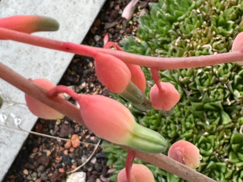 Sichelblättrige Gasterie — foto 1 di 2