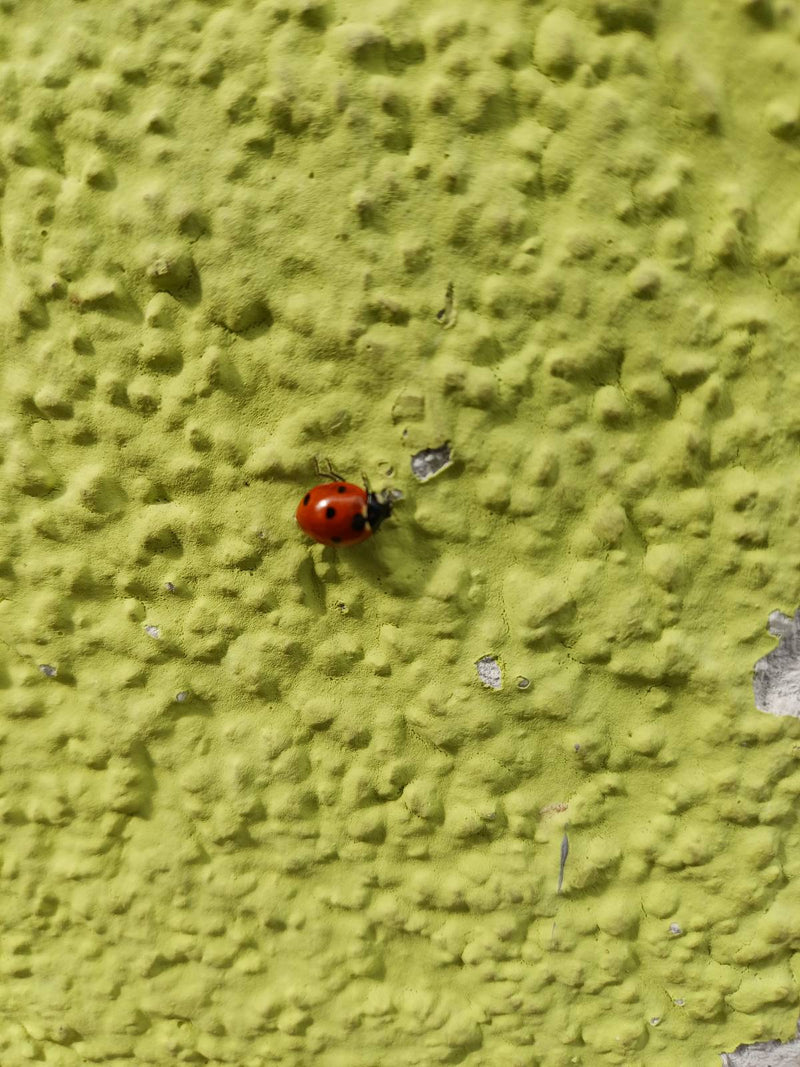 Coccinella a sette macchie — Bild 1