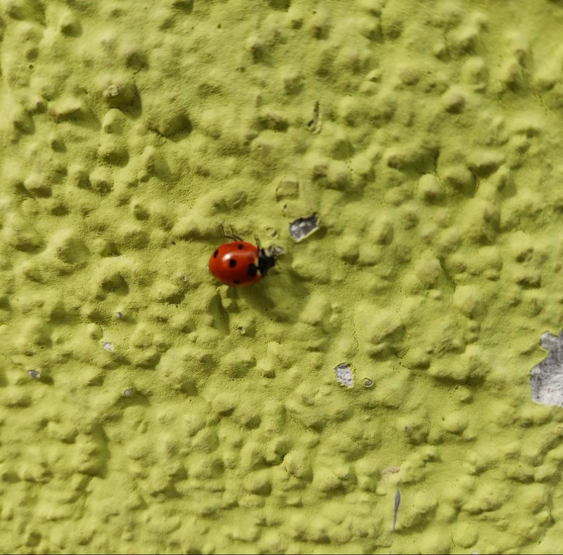 Coccinella a sette macchie — Bild 2