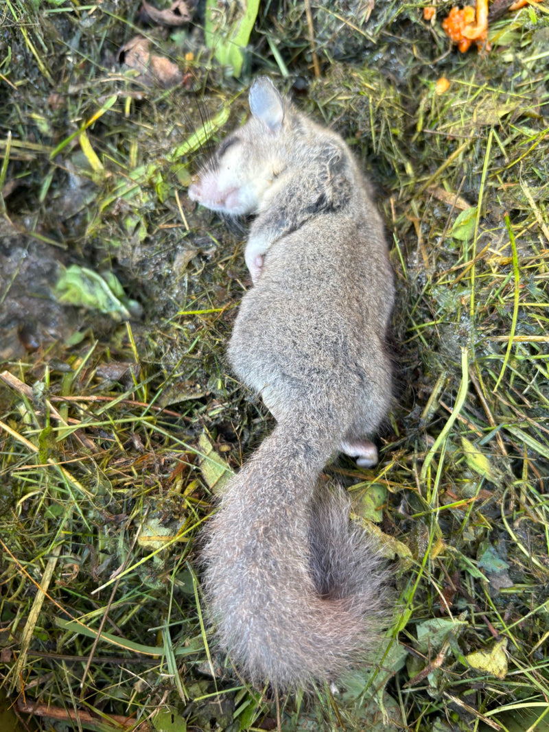 Un ghiro giace con gli occhi chiusi sull'erba umida.