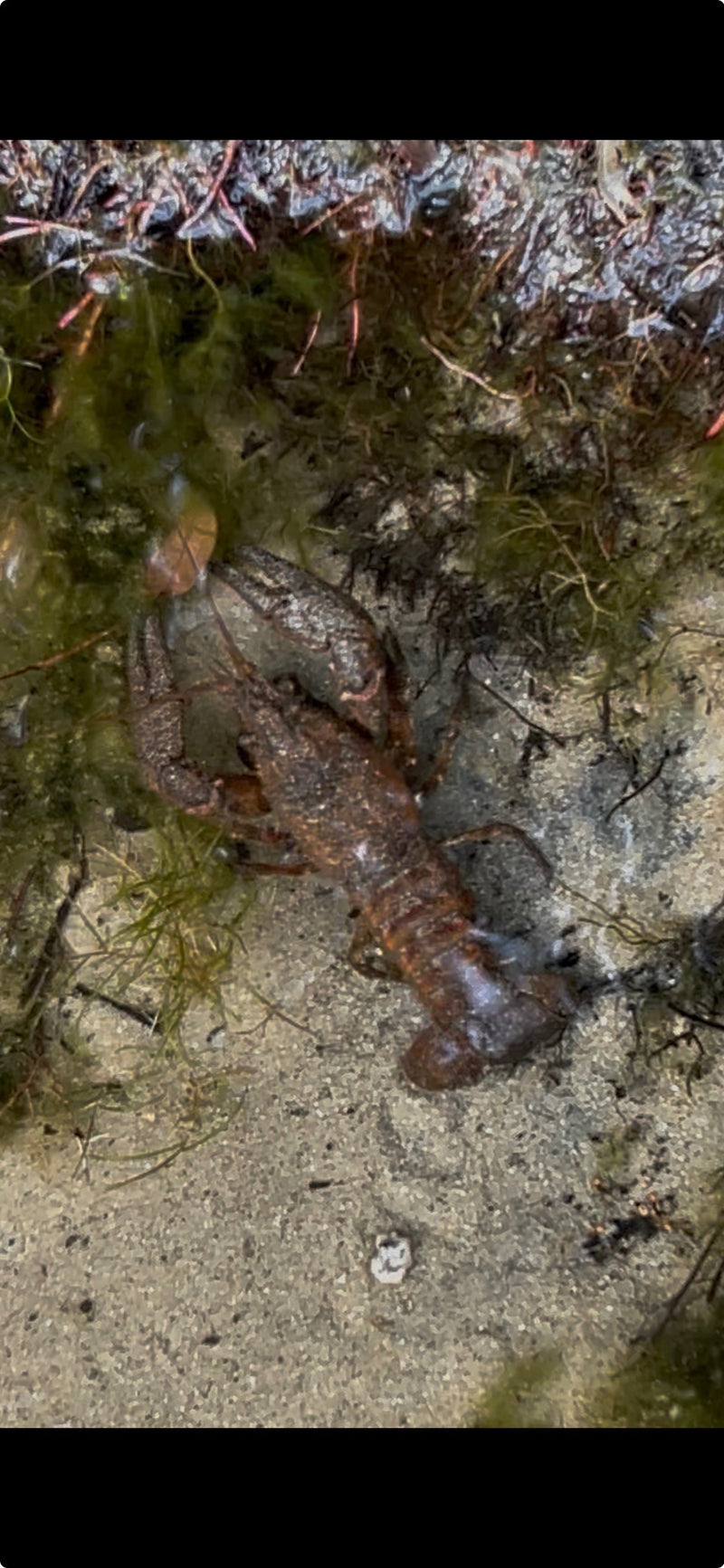 Un gambero di fiume americano riposa sul fondo sabbioso di uno specchio d'acqua vicino a piante acquatiche.