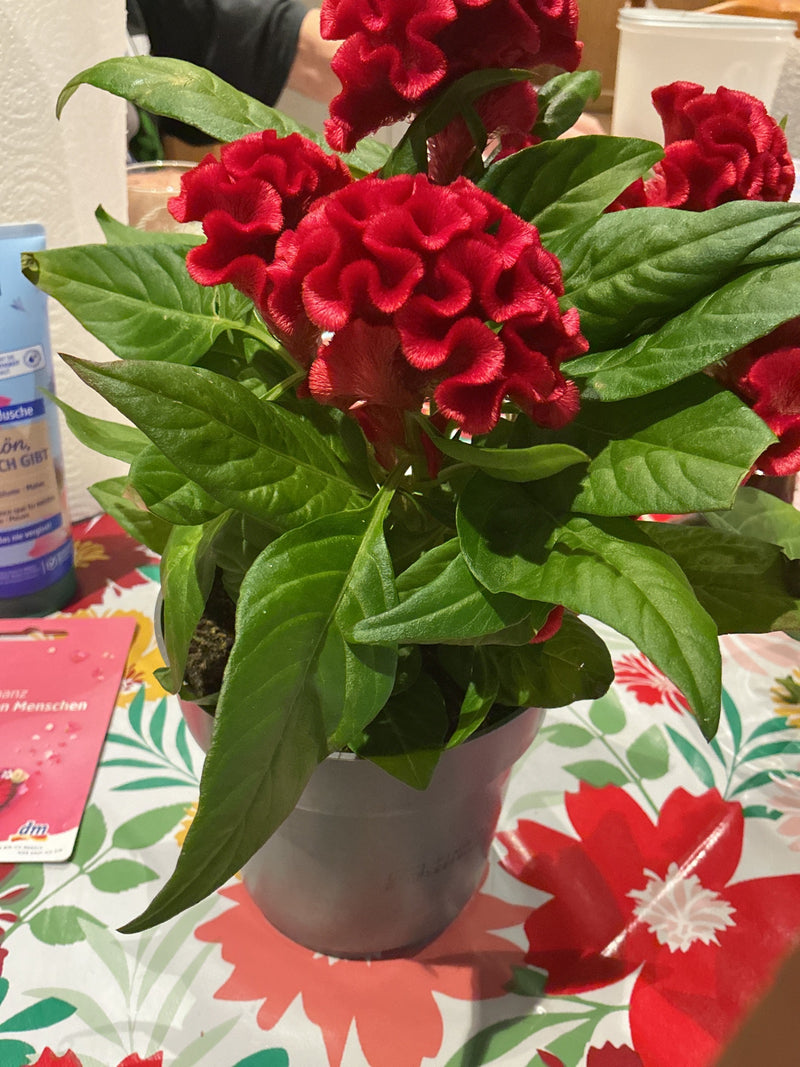 Celosia — Bild 2