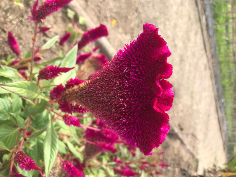 La foto mostra le caratteristiche infiorescenze porpora di una Celosia argentea in un giardino. La pianta è in piena fioritura su uno sfondo sabbioso.