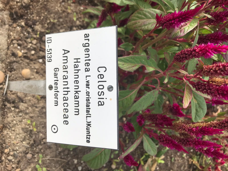 Si vede una pianta fiorita di cresta di gallo con una targhetta identificativa in un'aiuola del giardino.