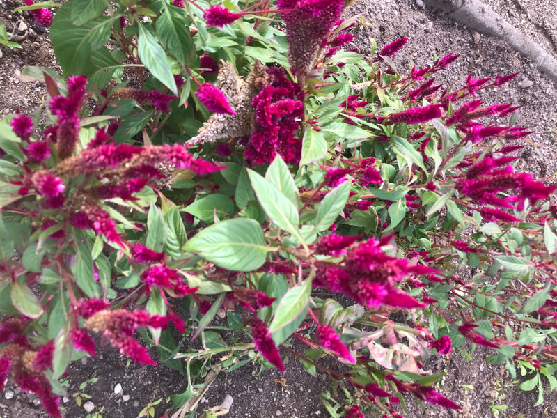 Si vede una pianta fiorita della specie Celosia argentea con infiorescenze rosa vistose e foglie verdi. Cresce in un'aiuola su terreno scuro.