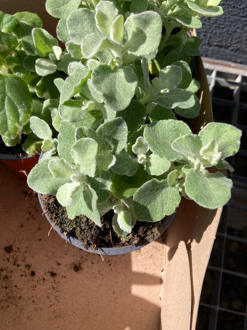 Fiore di paglia d'argento — Bild 2