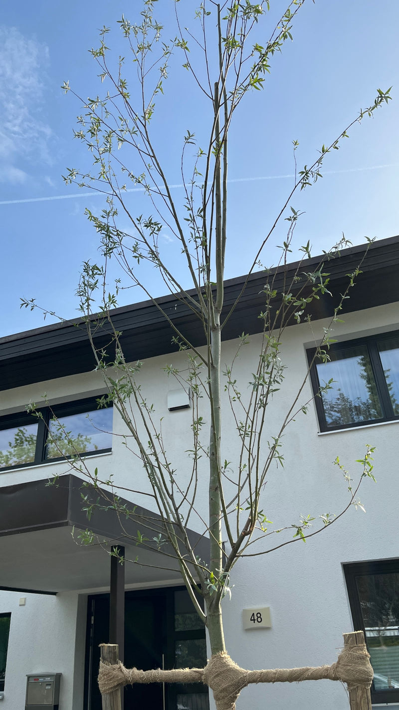 Salice bianco — Bild 2