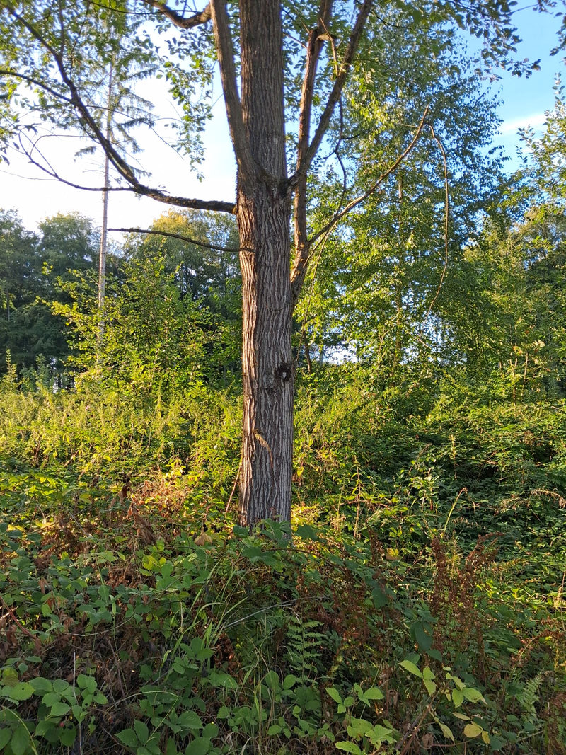 Si vede il tronco e la parte inferiore di un salice bianco che cresce in un ambiente boscoso. L'albero si trova circondato da vegetazione bassa e arbusti all...