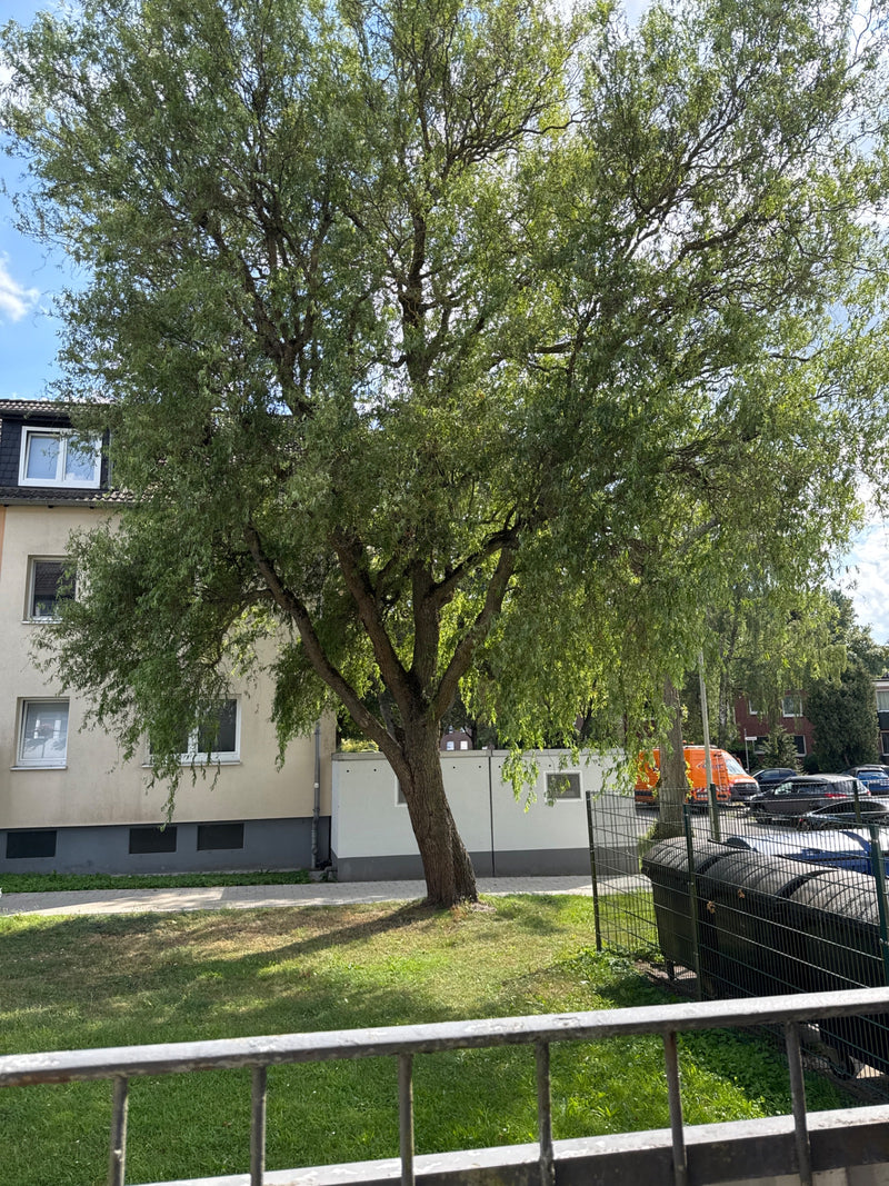Si vede un grande albero a foglie caduche con una chioma espansa e foglie strette. Si trova su un prato urbano di fronte a un edificio residenziale.