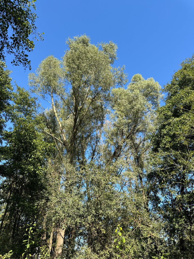 Salice bianco — foto 1 di 25