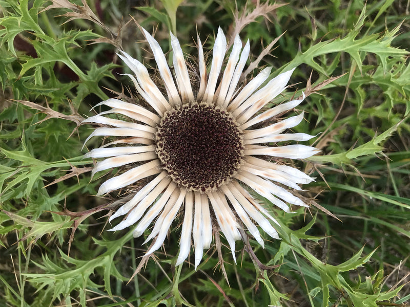 Cardo d'argento — foto 3 di 4