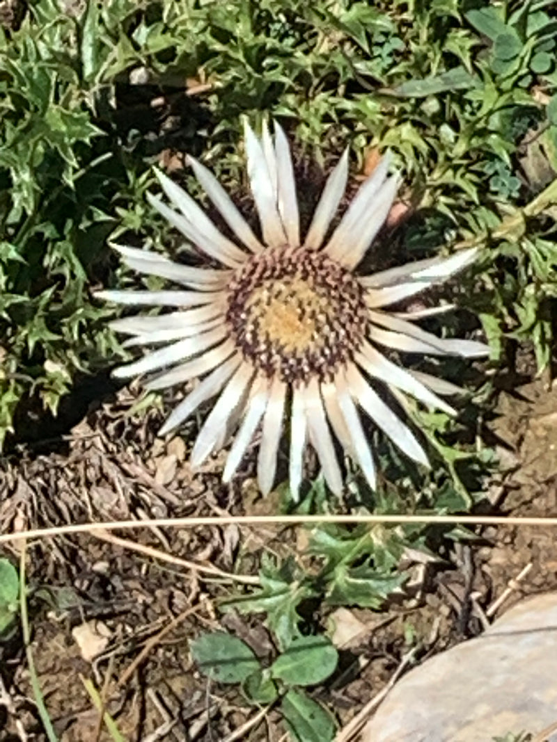 Cardo d'argento — foto 2 di 4