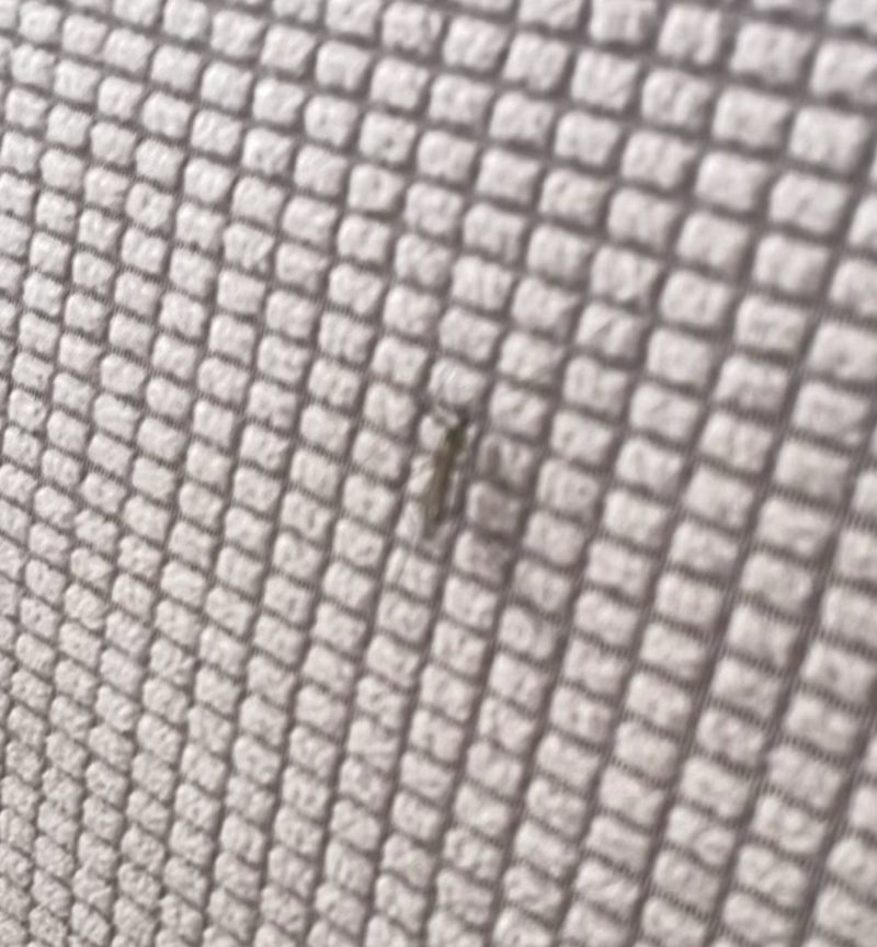 Si vede un piccolo pesciolino d'argento su una superficie strutturata. L'insetto è fermo sullo sfondo.