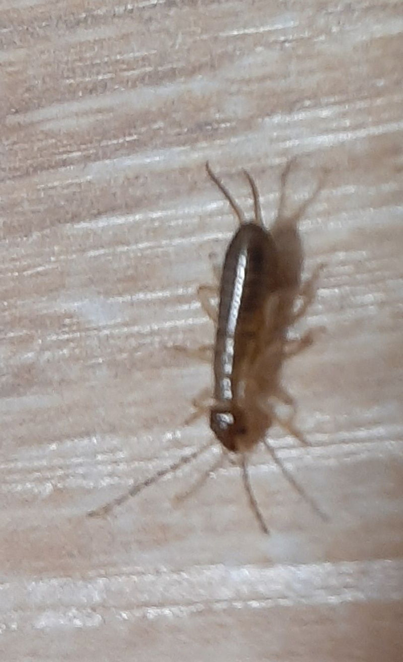 Un pesciolino d'argento striscia su una superficie di legno chiaro. L'insetto allungato e lucente è ben visibile dall'alto.