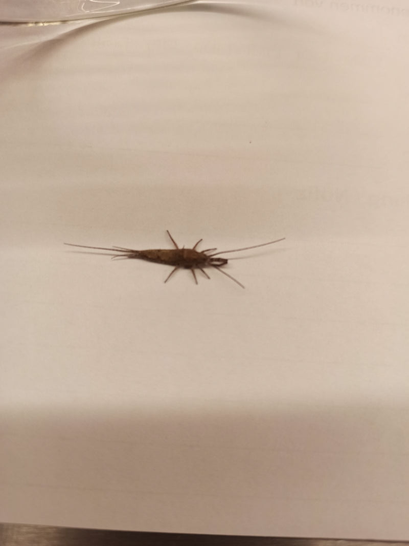 Un pesciolino d'argento riposa su una superficie chiara e liscia, probabilmente carta. La sua caratteristica forma del corpo con lunghe antenne e appendici c...