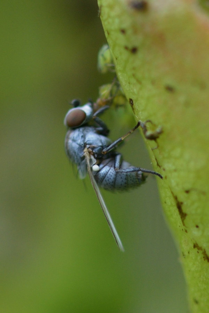 Mosca argentata (genere Leucopis) — Bild 1