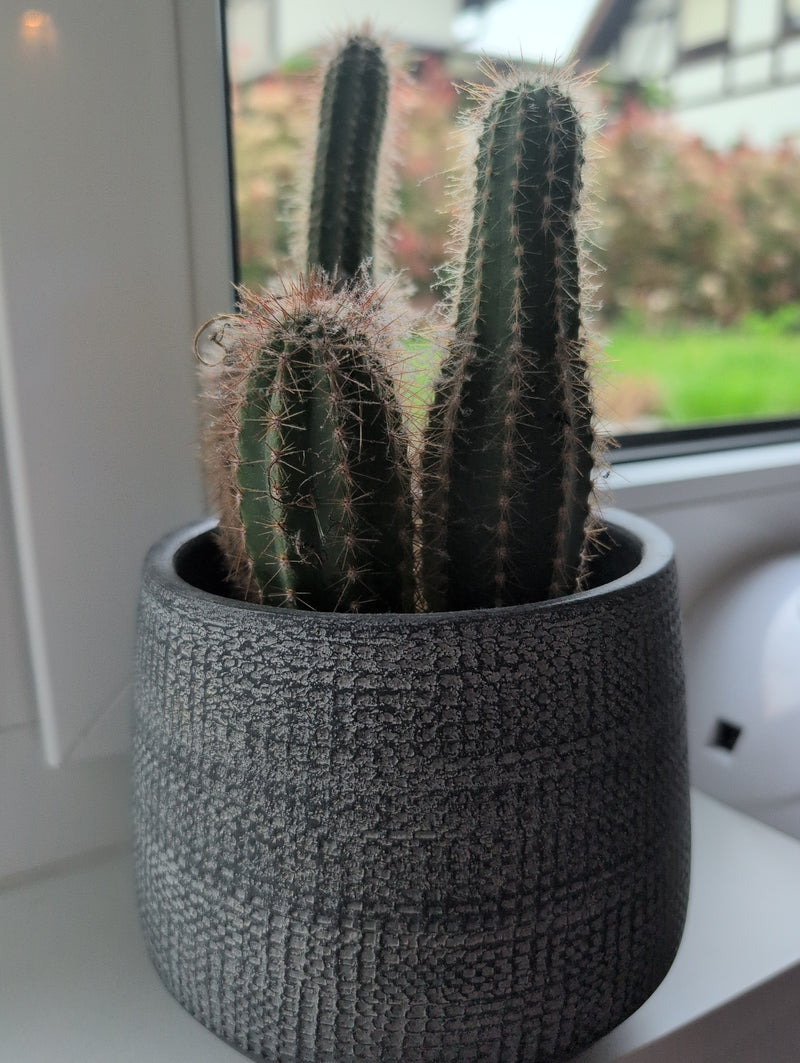 Cactus candeliere in argento — Bild 2