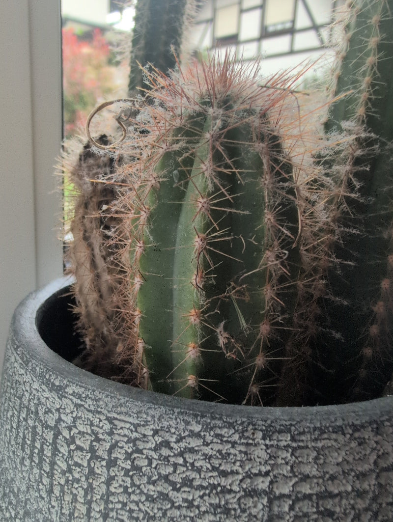 Cactus candeliere in argento — Bild 1