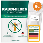 Raubmilben gegen Thripse für 9 m² Pflanzenfläche – Silberkraft