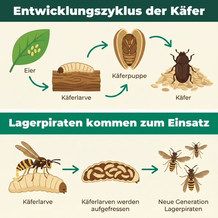 Silberkraft Lagerpiraten gegen Museumskäfer Kabinettkäfer Produktbilder