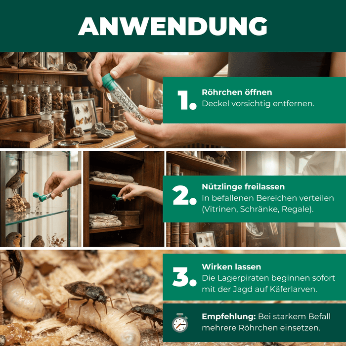 Silberkraft Lagerpiraten gegen Museumskäfer Kabinettkäfer Produktbilder