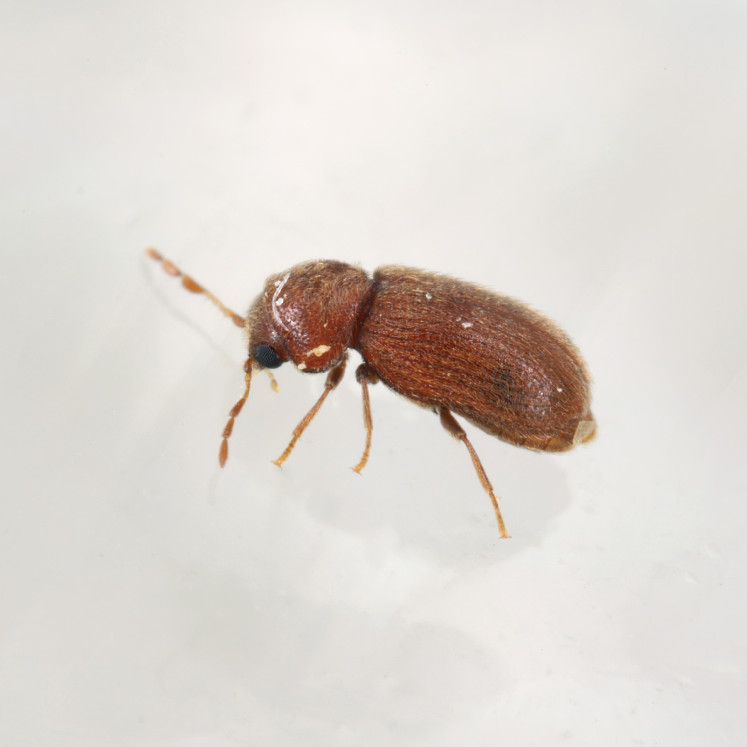 Trappola a feromoni per gli scarabei del pane 