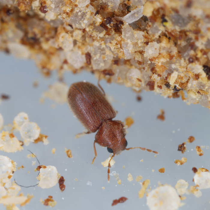 Trappola a feromoni per gli scarabei del pane 