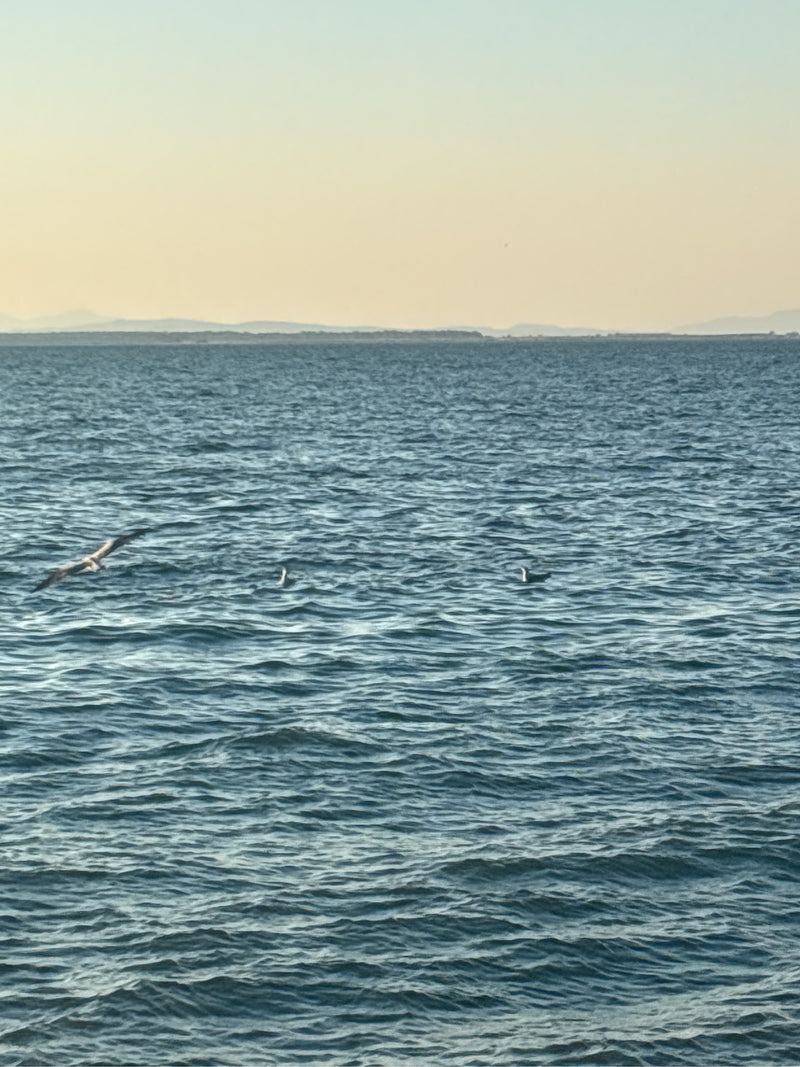 Diversi gabbiani argentati si trovano sulla e sopra la superficie dell'acqua di un mare o di un lago. Un gabbiano vola appena sopra le onde mentre altri nuot...