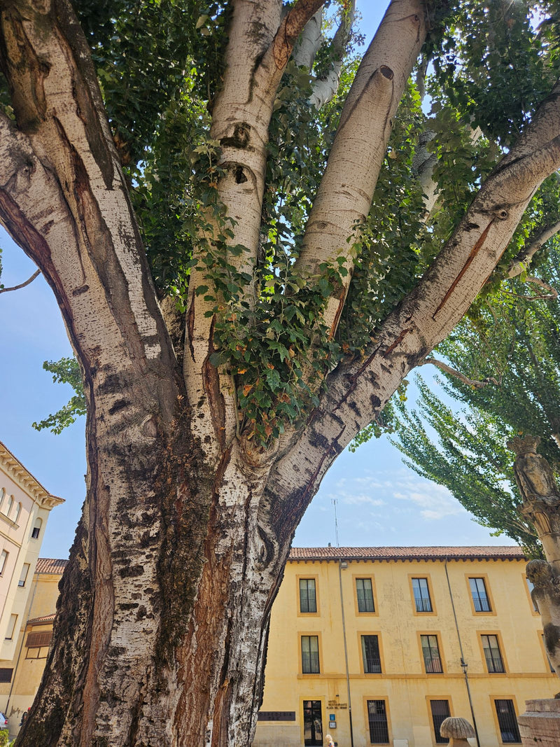Pioppo bianco — Bild 2