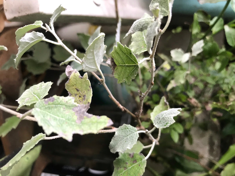 Pioppo bianco — foto 5 di 15