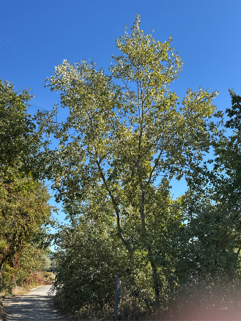 Un alto pioppo bianco si erge lungo un sentiero soleggiato sotto un cielo azzurro.